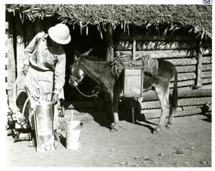 [Burro used to transport insecticide]