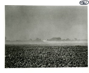 Aerial spraying of cotton field