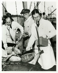[FDA scientists use Geiger counters to check frozen tuna from Pacific waters exposed to fallout from atomic bomb tests]