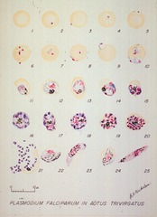 Plasmodium Falciparum in Aotus Trivirgatus