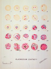 Plasmodium Coatneyi