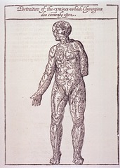 Portraiture of the vaines which chyrurgions doe comonly open: [Vein man]