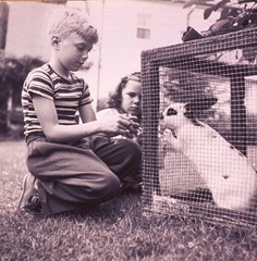 [Boy (full-length portrait, facing right) crouched down feeding a caged rabbit while a girl watches on]