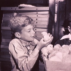 [Boy (half-length portrait, facing right) holding a chick above a box filled with chicks