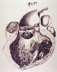 [Anatomy of the heart]