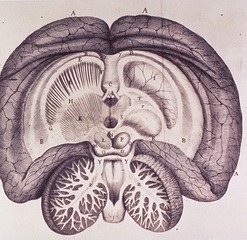 [Cross section of the brain]