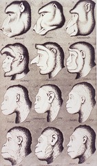[Evolution of facial features]