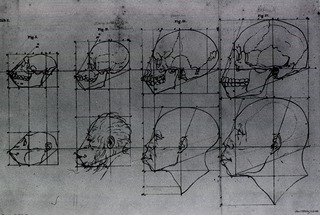 [Evolution of the head and skull, shown in profile]