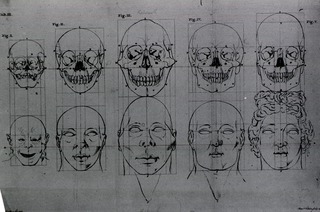 [Evolution of the head and skull]