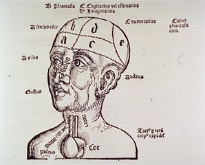[Human head and shoulders, with brain partitioned and labeled]