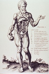 [Anatomy of the male urogenital system]