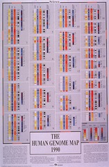 The human genome map 1990