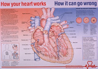 How your heart works: how it can go wrong