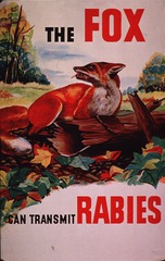The fox can transmit rabies