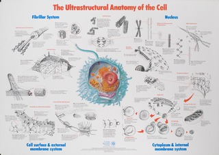 The ultrastuctural anatomy of the cell