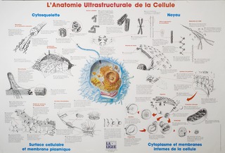 L'anatomie ultrastructureale de la celluie
