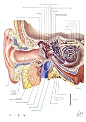 [Interior view of the ear]