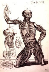 [Anatomy of the human male]