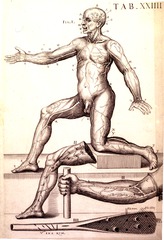 [Anatomy of the human male]