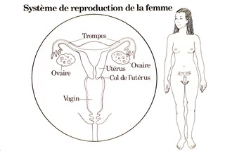Système de reproduction de la femme
