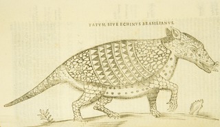 Tatum, siue Echinus Brasilianus