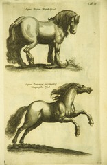 2 different herd horses