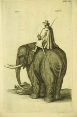 Man riding on an elephant (back view)