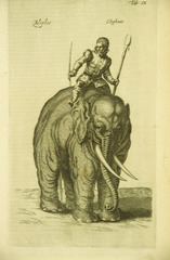 Man riding on an elephant (front view)