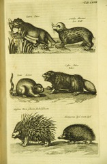 Otter, beaver & porcupines