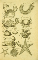 Crabs, eels, turtles & star fish