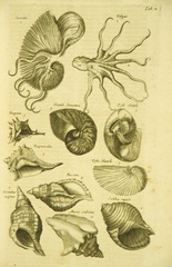Seashells and octopi
