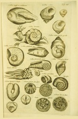 Seashells and snail? slug?