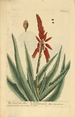 The succotrine aloe =: Aloe succotrina