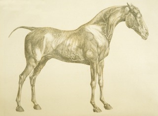 Horse, side view