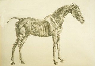 Horse, side view