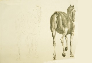 Horse, rear view, with adjacent outline copy