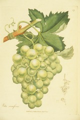 Vitus vinifera