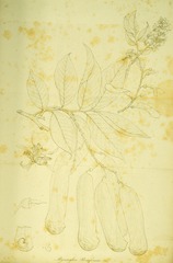Myroxylon peruiferum Lin