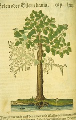 Erlen oder Ellernbaum