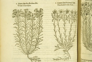 Linum syluestre floribus albis ; Linum syluestre tenuifolium