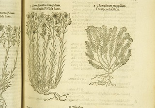 Linum syluestre tenuifolium ; Camaelinum perpusillium