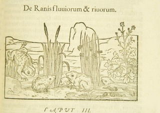 De ranis fluuiorum & riuorum