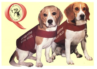 Quarantine detector dogs