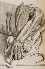 [Musculature and bones of the forearm and hand]