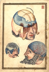 [Three heads with flayed scalps, showing cranium and veins]