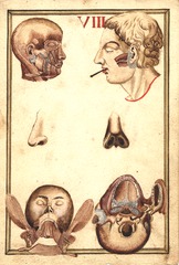 [Views of human head, including muscles, nose, ear, and jaw]