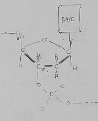 Detail from notes on the structure of DNA