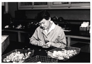 Barbara McClintock in lab with maize