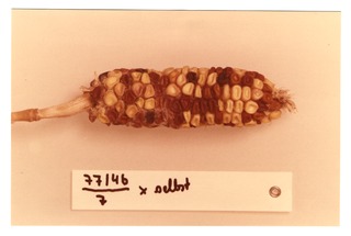 Corn specimen 77/4b [2]
