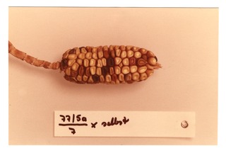 Corn specimen 77/5a [1]